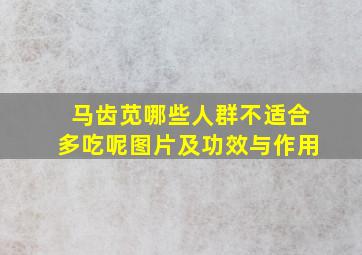 马齿苋哪些人群不适合多吃呢图片及功效与作用