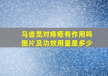 马齿苋对痔疮有作用吗图片及功效用量是多少