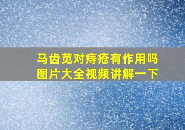 马齿苋对痔疮有作用吗图片大全视频讲解一下