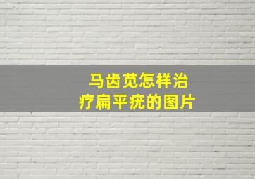 马齿苋怎样治疗扁平疣的图片