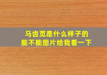 马齿苋是什么样子的能不能图片给我看一下