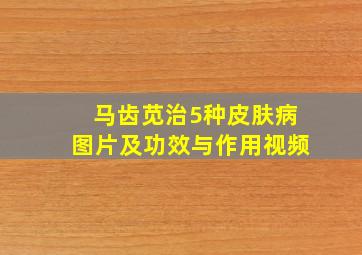 马齿苋治5种皮肤病图片及功效与作用视频