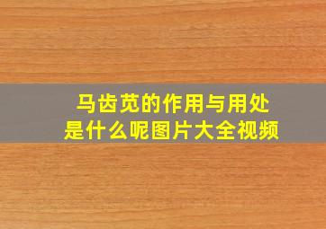 马齿苋的作用与用处是什么呢图片大全视频