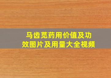 马齿苋药用价值及功效图片及用量大全视频