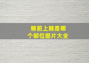 髂前上棘是哪个部位图片大全