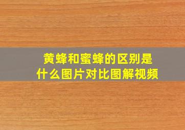 黄蜂和蜜蜂的区别是什么图片对比图解视频