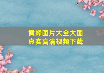 黄蜂图片大全大图真实高清视频下载