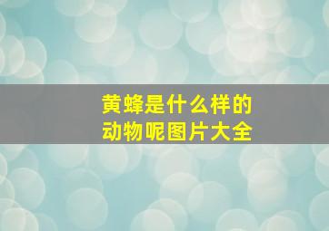 黄蜂是什么样的动物呢图片大全