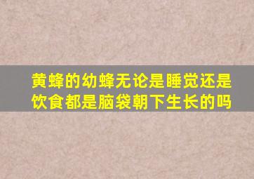 黄蜂的幼蜂无论是睡觉还是饮食都是脑袋朝下生长的吗