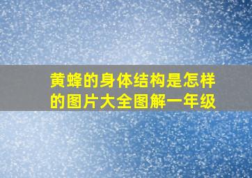 黄蜂的身体结构是怎样的图片大全图解一年级