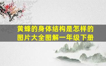 黄蜂的身体结构是怎样的图片大全图解一年级下册