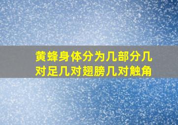 黄蜂身体分为几部分几对足几对翅膀几对触角