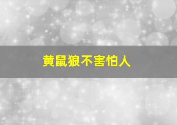 黄鼠狼不害怕人