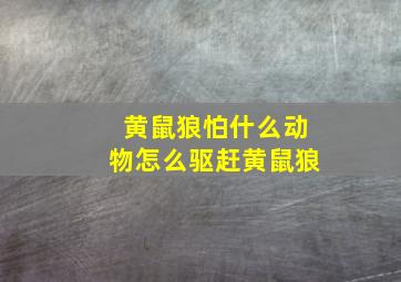 黄鼠狼怕什么动物怎么驱赶黄鼠狼