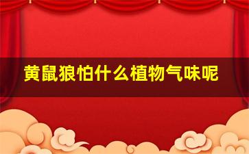 黄鼠狼怕什么植物气味呢