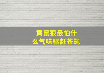 黄鼠狼最怕什么气味驱赶苍蝇