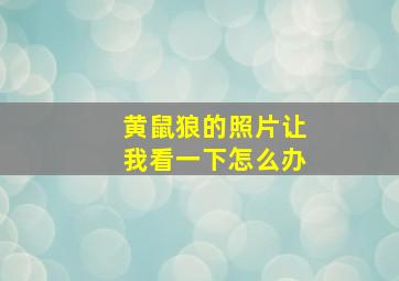 黄鼠狼的照片让我看一下怎么办